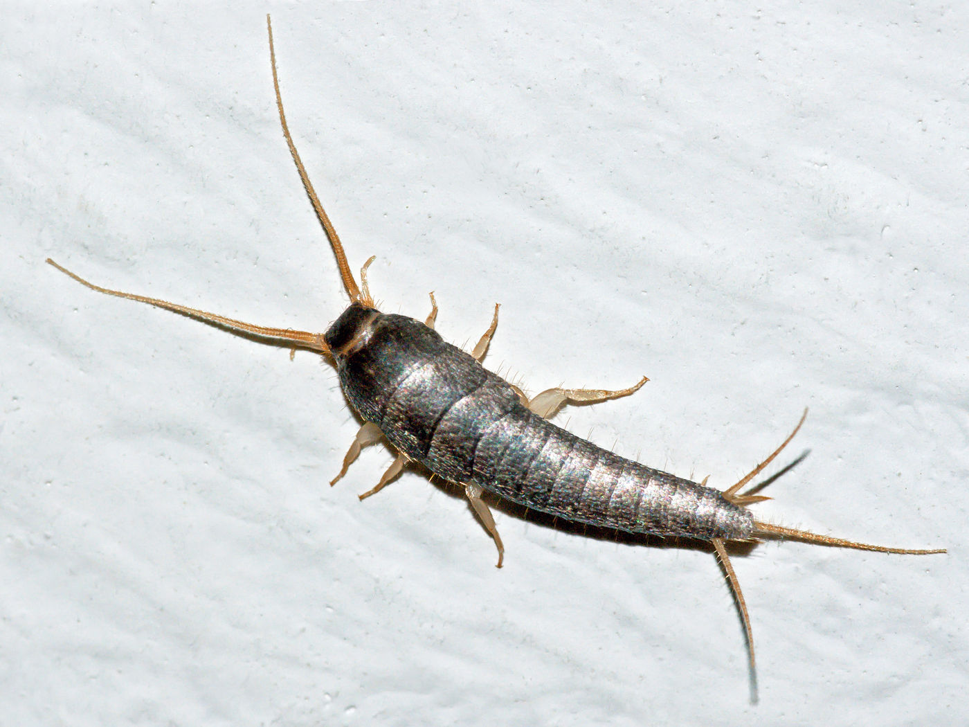 Silberfische in der Wohnung – Ursache und Maßnahmen Silberfischchen