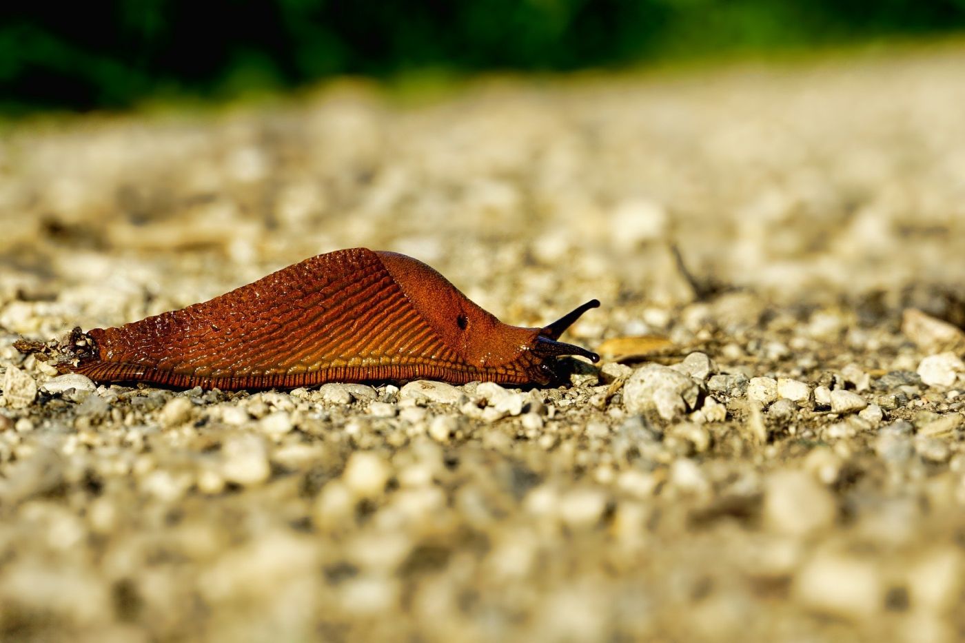 Schneckenkorn Schnecke