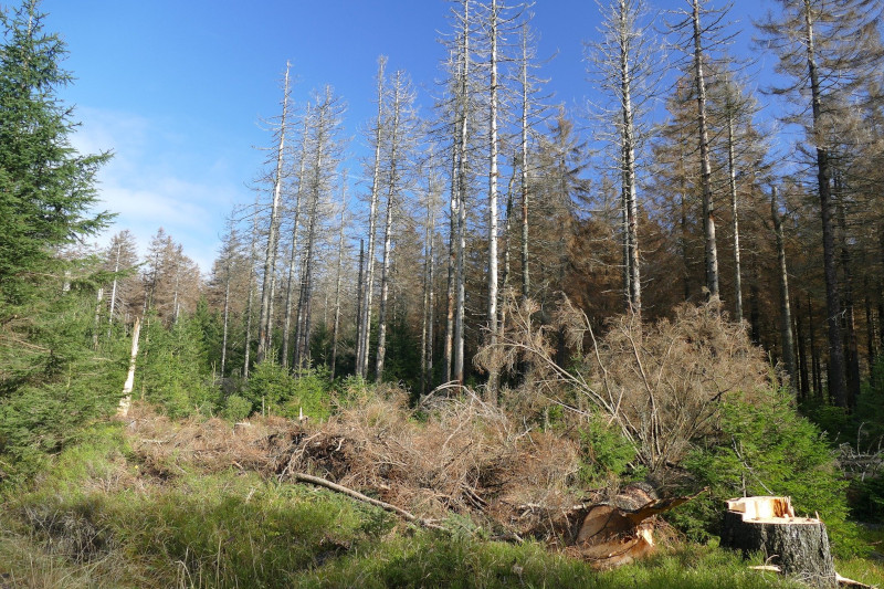 Waldsterben Waldsterben