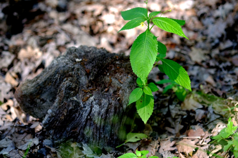 Natur Pflanze an totem Baum