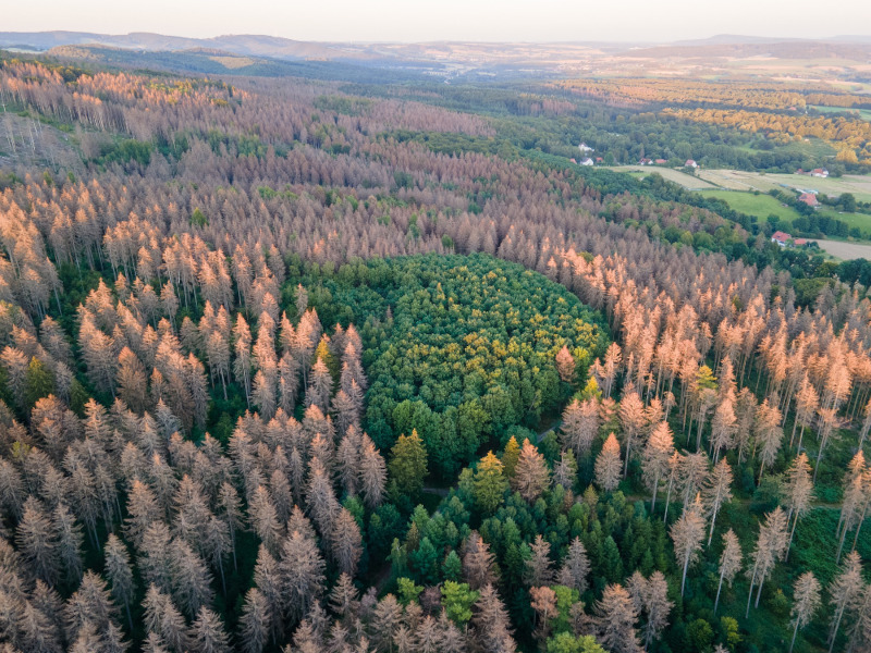 Wald Wald von oben