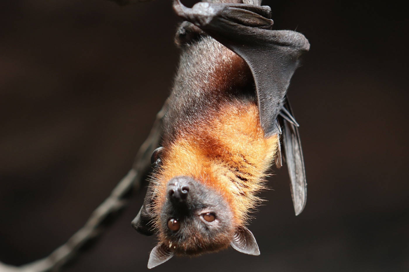 Fledermaus Fledermaus