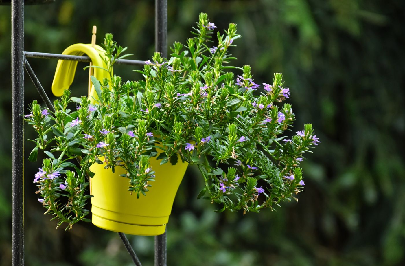 Blüh- und Grünpflanzendünger Blumentopf