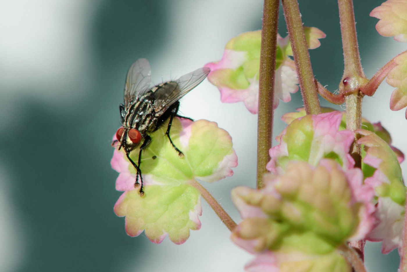 Stubenfliege