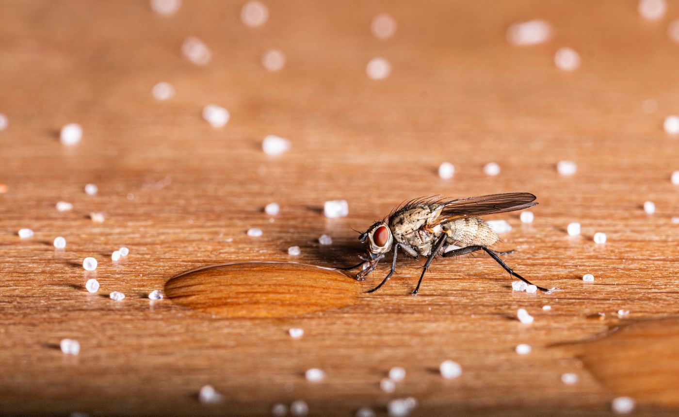 Fliegen bekämpfen Fliege in der Küche