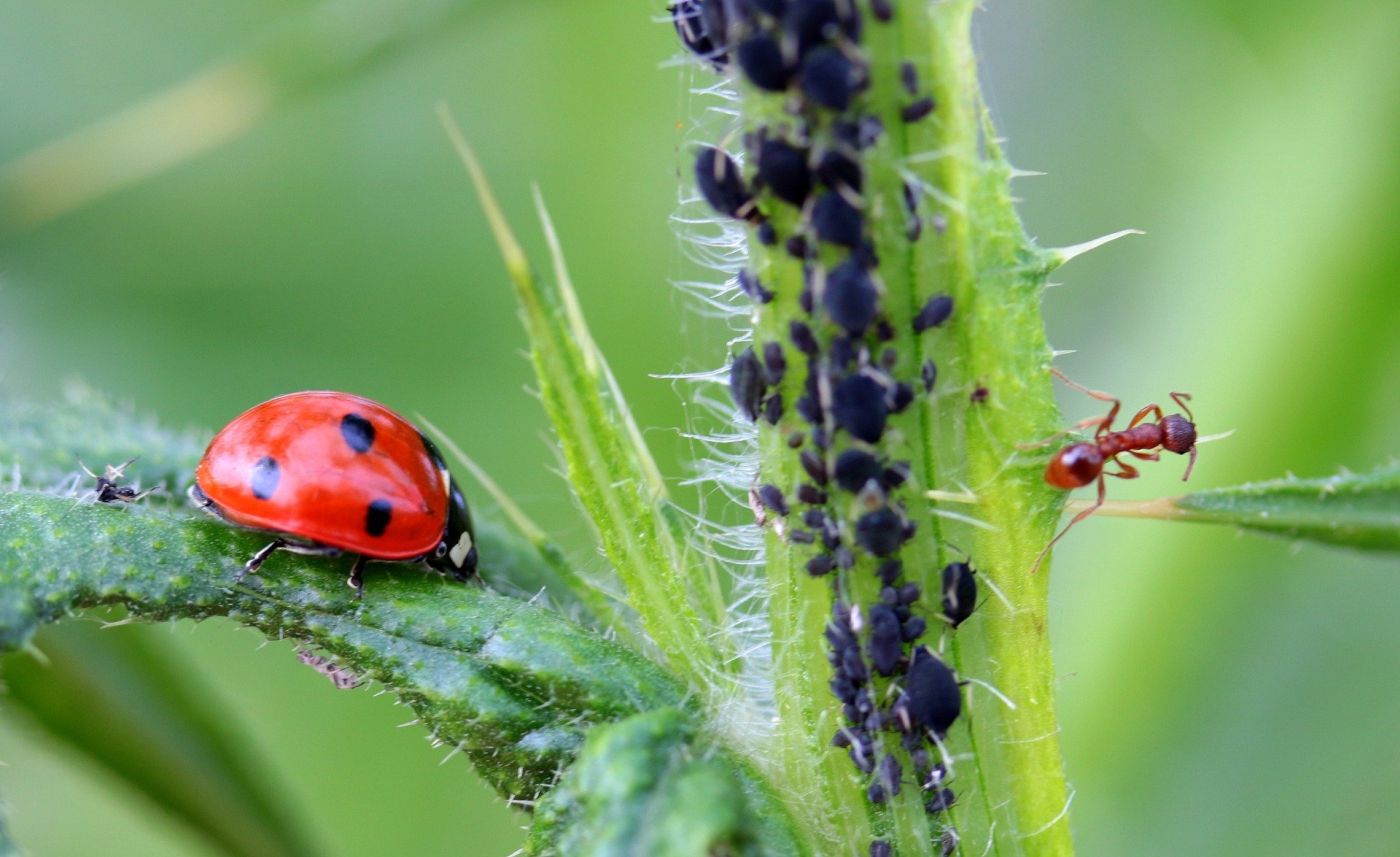 Insekten Marienkäfer gegen Ameise und Blattlaus