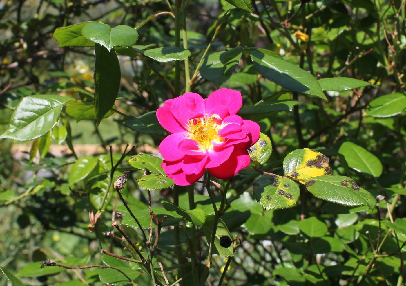 Pflanzenschutz gegen Pilze Rose mit Pilzkrankheit